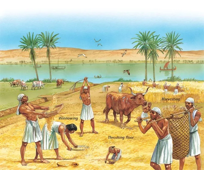 Manual threshing with sticks ancient Egypt