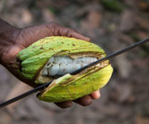 Cultivation and harvesting